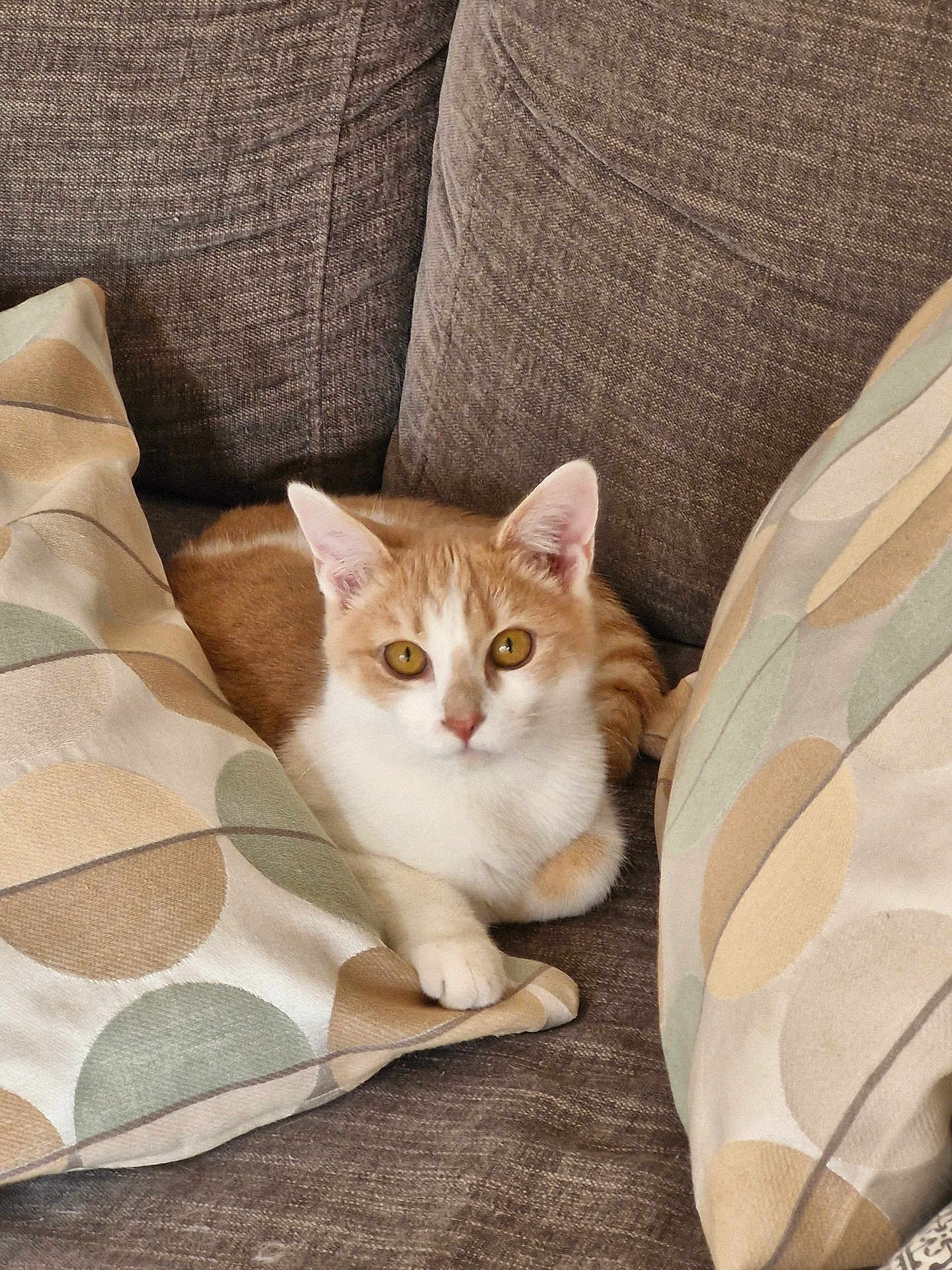Hoshi participe au concours pour gagner de l'argent avec cette photo : cat, orange_cat, white_cat, pet, feline, couch, sofa, cushions, indoor, relaxed, animal, fur, ears, whiskers, eyes, resting, home, cozy, comfortable, curious