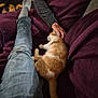 Hoshi participe au concours pour gagner de l'argent avec cette photo : cat, person, couch, blanket, fireplace, indoor, petting, relaxing, casual_clothing, jeans, sock, furniture, warm_lighting, hand, orange_cat, white_cat, cozy, living_room, resting, comfort