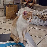 Hoshi participe au concours pour gagner de l'argent avec cette photo : advertisement, animal, blanket, cat, cozy, curious, domestic, domestic_life, floor_tiles, furniture, household, indoor, newspaper, orange_and_white_cat, paper_bag, pet, sitting, tiled_floor, wicker_basket, young_cat