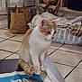 cat, orange_and_white_cat, newspaper, advertisement, indoor, tiled_floor, wicker_basket, blanket, paper_bag, curious, pet, animal, domestic, floor_tiles, furniture, household, cozy, sitting, young_cat, domestic_life