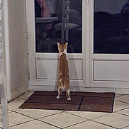 Hoshi a rejoint le concours — aidez-le/la à gagner de superbes lots ! cat, orange_cat, white_cat, door, glass_door, indoor, curious, night, reflection, tiled_floor, doormat, pet, animal, standing, back_view, home, quiet, lonely, waiting, feline