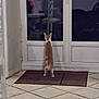 cat, orange_cat, white_cat, door, glass_door, indoor, curious, night, reflection, tiled_floor, doormat, pet, animal, standing, back_view, home, quiet, lonely, waiting, feline