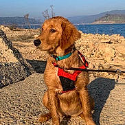 Shilo joined the competition — help win amazing prizes! dog, golden_retriever, puppy, harness, collar, leash, rocky_surface, water, lake, outdoor, sunlight, nature, animal, pet, canine, sitting, blue_sky, hill, landscape, daytime
