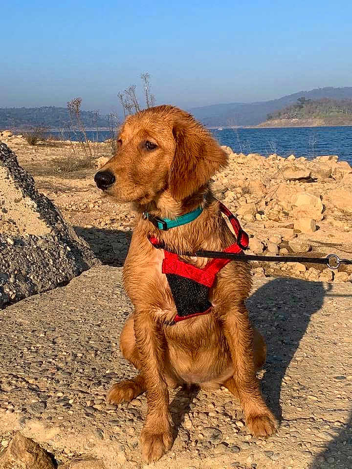 Shilo joined the competition — help win amazing prizes! dog, golden_retriever, puppy, harness, collar, leash, rocky_surface, water, lake, outdoor, sunlight, nature, animal, pet, canine, sitting, blue_sky, hill, landscape, daytime
