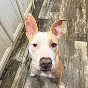 Ace joined the competition — help win amazing prizes! dog, pit_bull, pet, animal, sitting, indoors, floor, wood_floor, large_ears, upright_ears, white_fur, tan_fur, pink_nose, blue_eyes, collar, portrait, close_up, looking_at_camera, home, cute