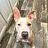 dog, pit_bull, pet, animal, sitting, indoors, floor, wood_floor, large_ears, upright_ears, white_fur, tan_fur, pink_nose, blue_eyes, collar, portrait, close_up, looking_at_camera, home, cute