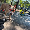 dog, goggles, swimming_goggles, outdoor, backyard, driveway, sunlight, trees, house, toy, water, wet_ground, standing, closeup, pet, canine, funny, summer, red_goggles, portrait