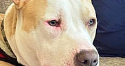 Ace is registered to the contest to win money with this photo: dog, pit_bull, close_up, portrait, sleepy, relaxed, lying_down, large_ears, white_and_tan, pink_nose, blue_cushion, couch, indoor, pet, collar, paws, short_hair, gentle, face, home
