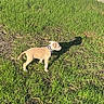 Ace joined the competition — help win amazing prizes! dog, puppy, tan_dog, pet, collar, standing, grass, lawn, outdoor, backyard, garage, driveway, sunlight, shadow, animal, canine, short_hair, small_dog, parked_home, daytime