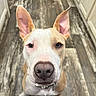 Ace joined the competition — help win amazing prizes! dog, puppy, closeup, portrait, face, eyes, ears, nose, collar, indoor, hallway, floor, wood_floor, pet, canine, white_and_tan, sitting, alert, camera, background_dog