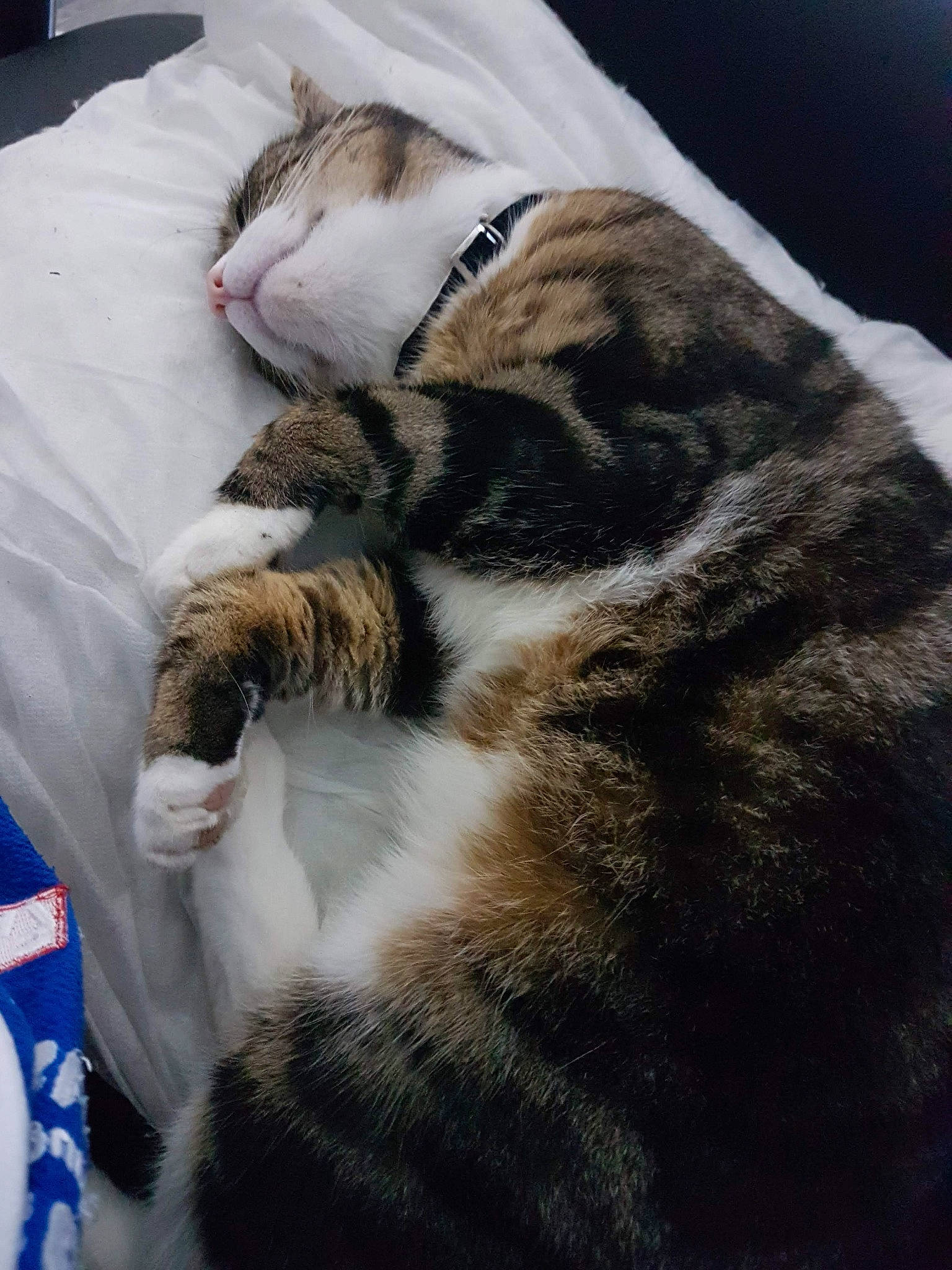 Tiger is registered to the contest to win money with this photo: bedding, blanket, carnivore, cat, comfort, domestic_short_haired_cat, duvet, felidae, fur, grey, linens, nap, paw, small_to_medium_sized_cats, tail, terrestrial_animal, whiskers