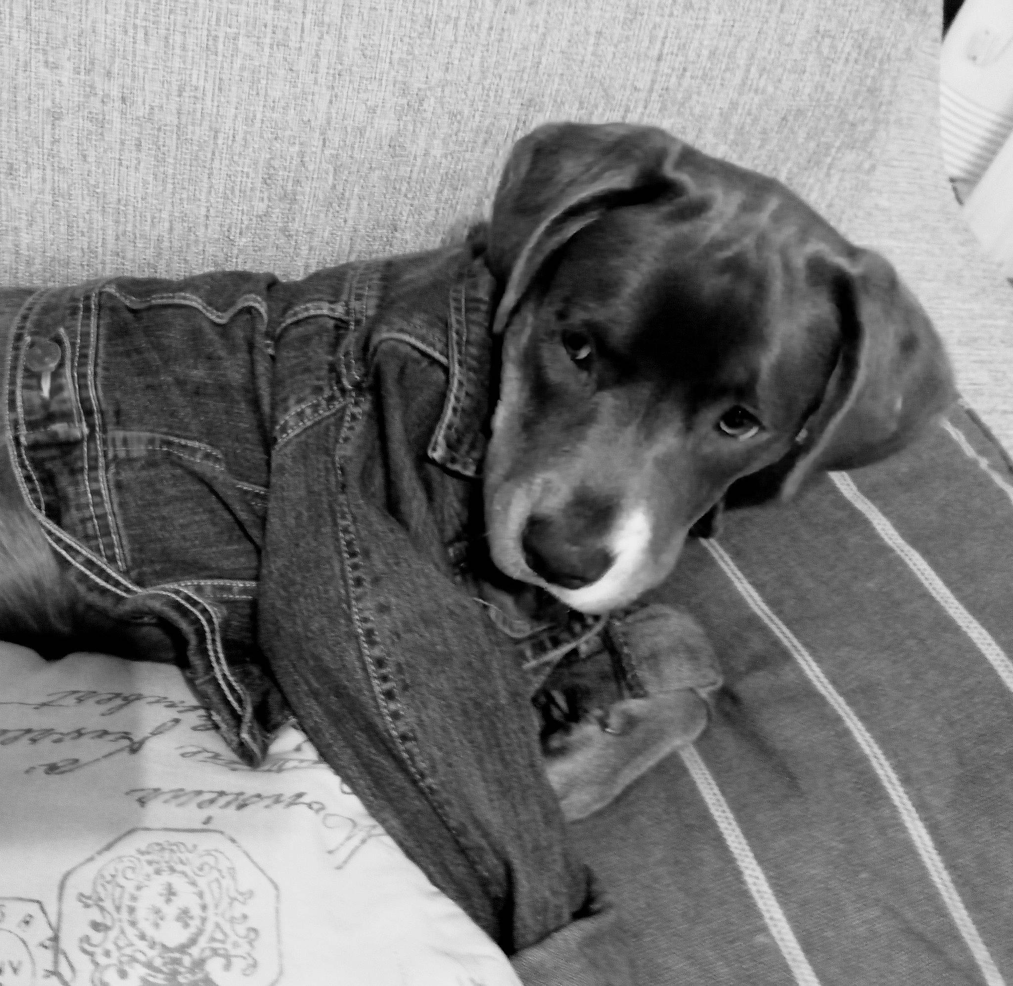 Willow Jane joined the competition — help win amazing prizes! canidae, carnivore, collar, companion_dog, dog, dog_breed, dog_collar, dog_supply, grey, leash, liver, monochrome, monochrome_photography, personal_protective_equipment, pet_supply, snout, sporting_group, style, whiskers, working_animal