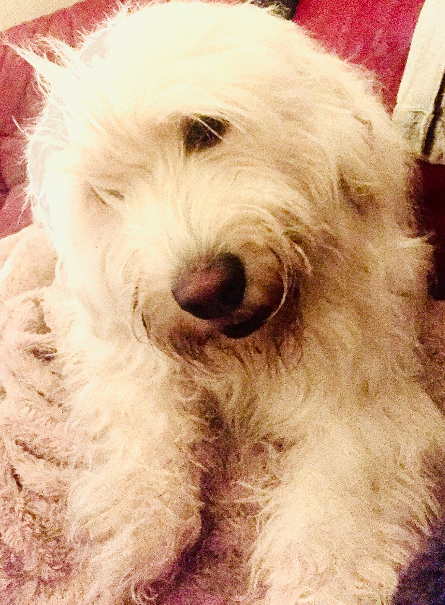 Buddy joined the competition — help win amazing prizes! canidae, carnivore, companion_dog, dog, dog_breed, dog_collar, fur, giant_dog_breed, maltepoo, non_sporting_group, small_terrier, snout, sporting_group, terrier, toy_dog, water_dog, working_animal