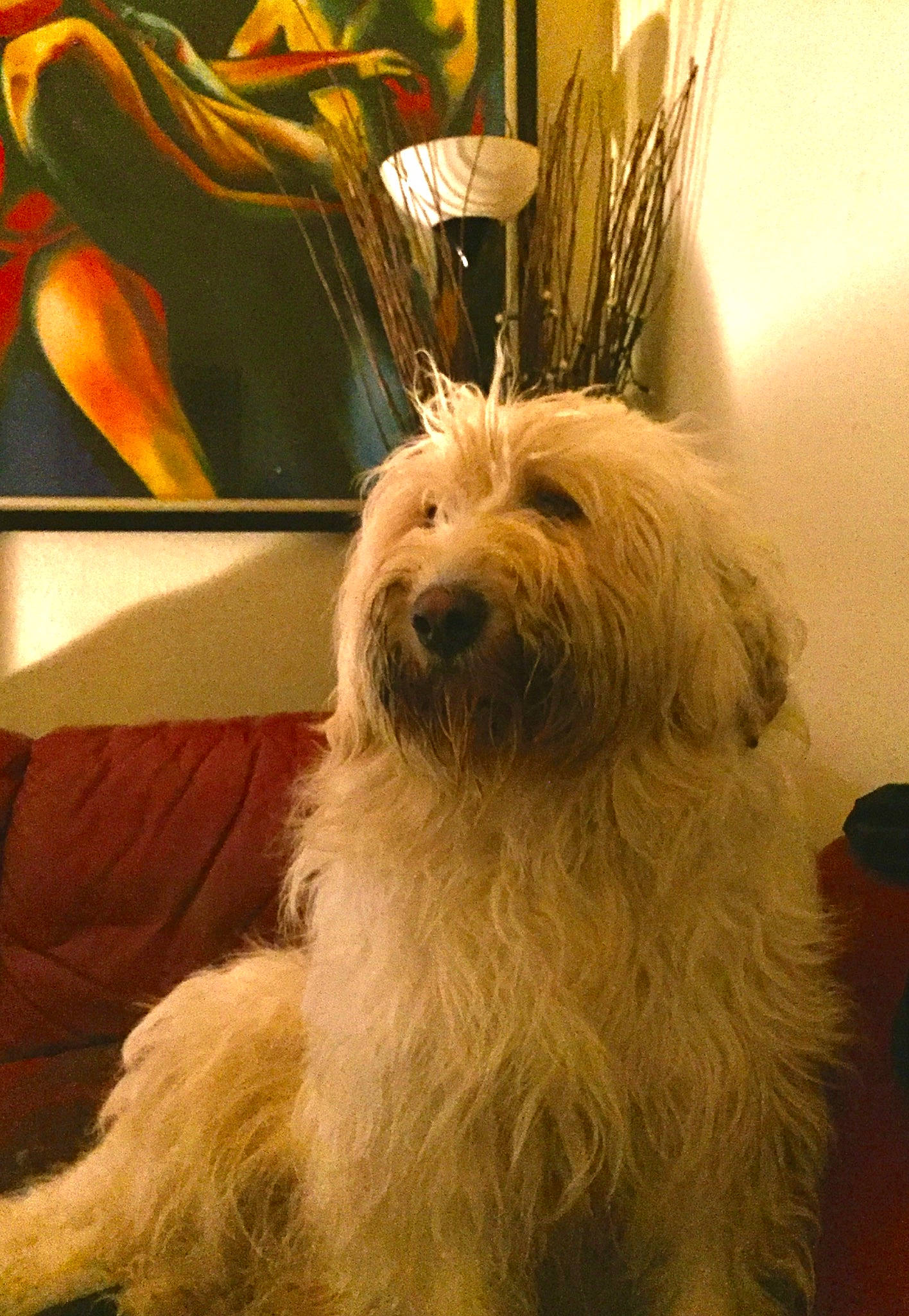 Buddy is registered to the contest to win money with this photo: carnivore, companion_dog, corgi_chihuahua, couch, dog, dog_breed, fur, giant_dog_breed, picture_frame, small_terrier, south_russian_ovcharka, terrier, toy_dog, wood, working_animal