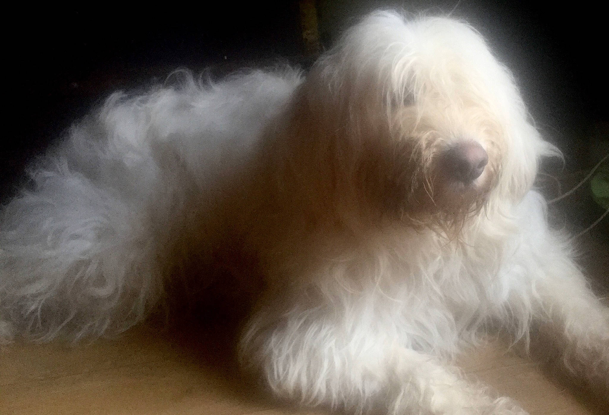 Buddy is registered to the contest to win money with this photo: canidae, carnivore, companion_dog, dog, dog_breed, ear, fur, liver, maltepoo, non_sporting_group, small_terrier, snout, sporting_group, tail, terrestrial_animal, terrier, toy_dog, working_animal