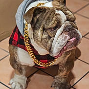 Bosco joined the competition — help win amazing prizes! bulldog, dog, pet, hoodie, gold_chain, plaid, red_and_black, indoor, tile_floor, standing, wrinkled_face, cute, fashion, accessory, mammal, companion_animal, domestic_animal, portrait, canine, fur
