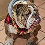 bulldog, dog, pet, hoodie, gold_chain, plaid, red_and_black, indoor, tile_floor, standing, wrinkled_face, cute, fashion, accessory, mammal, companion_animal, domestic_animal, portrait, canine, fur