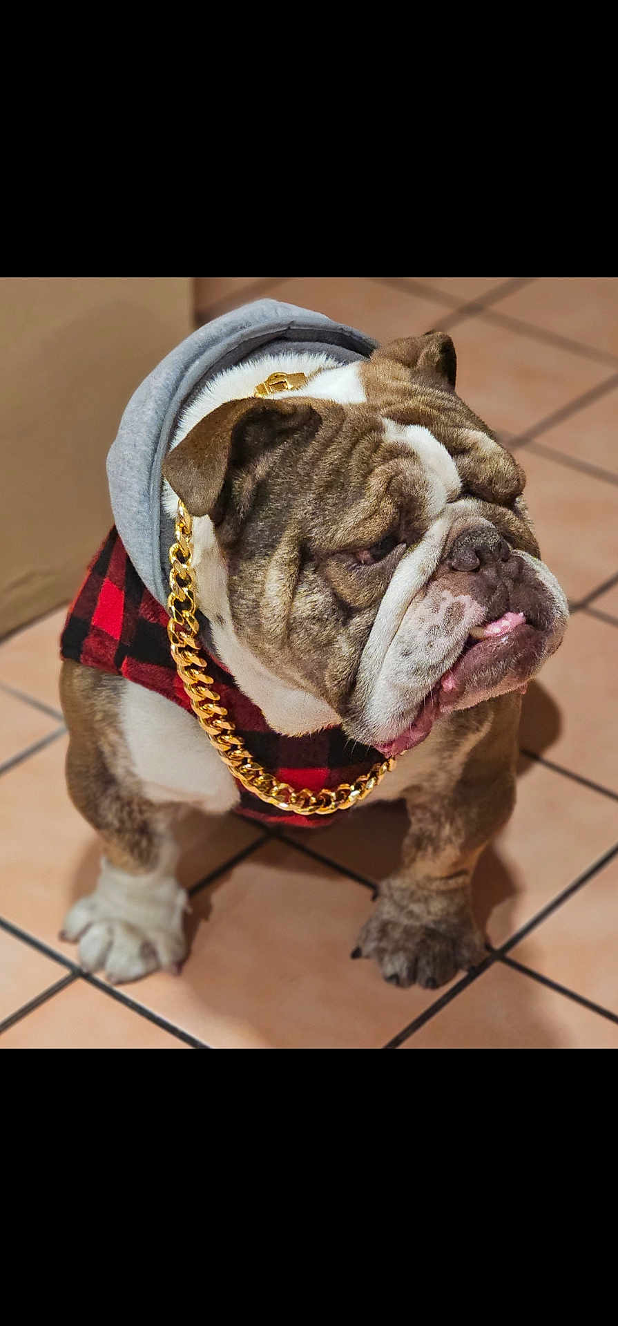 Bosco joined the competition — help win amazing prizes! bulldog, dog, pet, hoodie, gold_chain, plaid, red_and_black, indoor, tile_floor, standing, wrinkled_face, cute, fashion, accessory, mammal, companion_animal, domestic_animal, portrait, canine, fur