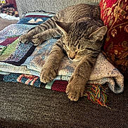 Zinny joined the competition — help win amazing prizes! animal, blanket, cat, couch, cozy, ears, feline, fur, furniture, home, indoor, patchwork, paws, pet, relaxed, sleeping, tabby, textile, whiskers, yarn