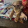 animal, blanket, cat, couch, cozy, ears, feline, fur, furniture, home, indoor, patchwork, paws, pet, relaxed, sleeping, tabby, textile, whiskers, yarn