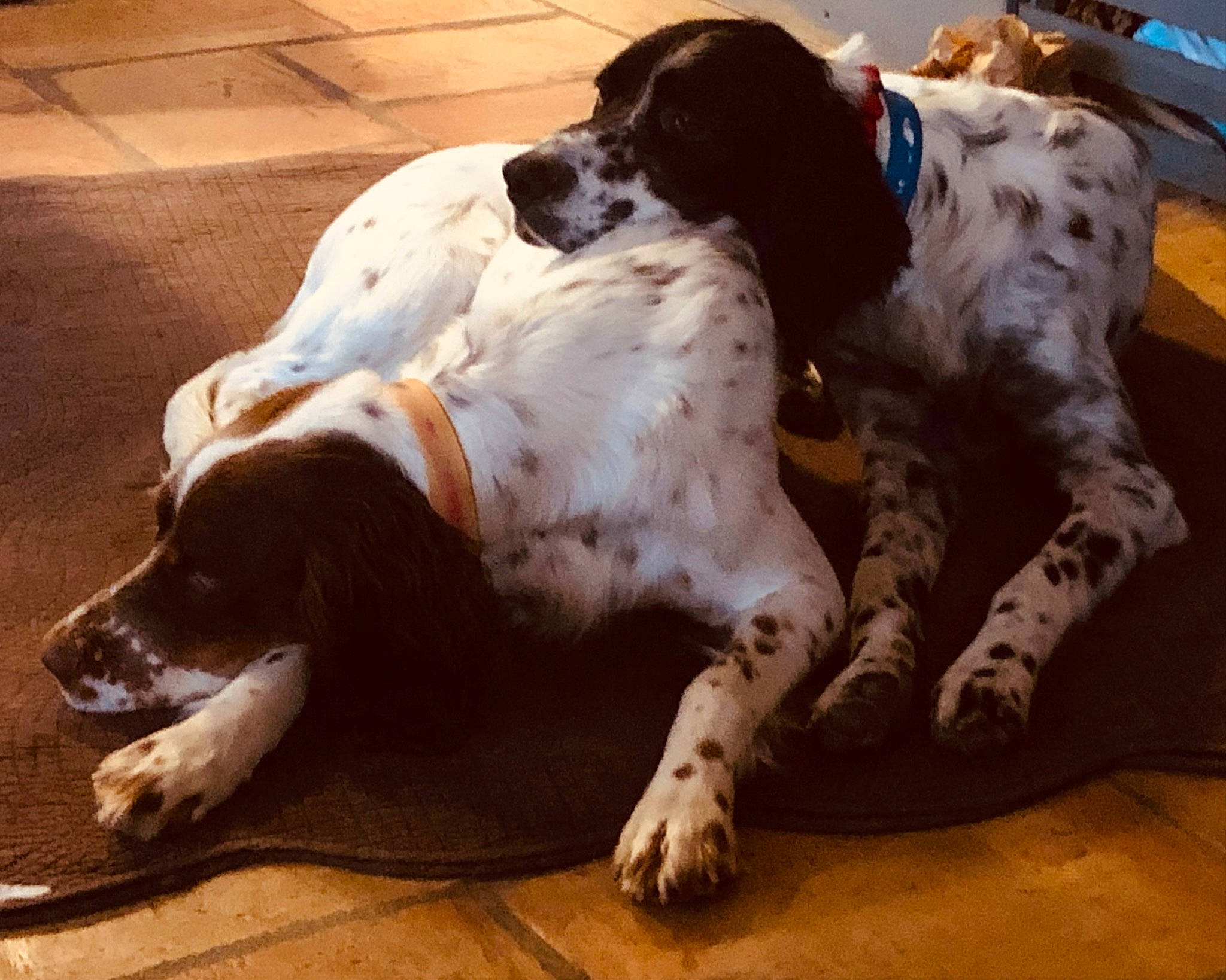 Peaky a rejoint le concours — aidez-le/la à gagner de superbes lots ! bored, canidae, carnivore, companion_dog, dog, dog_breed, fawn, flooring, fur, gun_dog, hardwood, mammal, non_sporting_group, snout, sporting_group, terrestrial_animal, vertebrate, wood, working_animal, working_dog