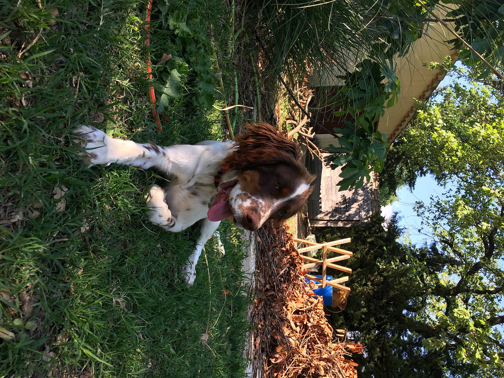 Peaky a rejoint le concours — aidez-le/la à gagner de superbes lots ! canidae, fawn, fur, gesture, giraffe, giraffidae, grass, happy, mammal, people_in_nature, plant, sky, sporting_group, tail, terrestrial_animal, tree, trunk, twig, wood, working_animal