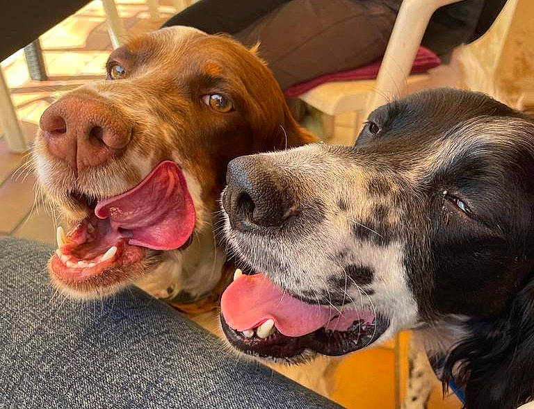 Peaky a rejoint le concours — aidez-le/la à gagner de superbes lots ! canidae, carnivore, collar, companion_dog, dog, dog_breed, dog_collar, fawn, fur, gun_dog, hunting_dog, leash, liver, metal, pet_supply, snout, sporting_group, whiskers, working_animal, working_dog