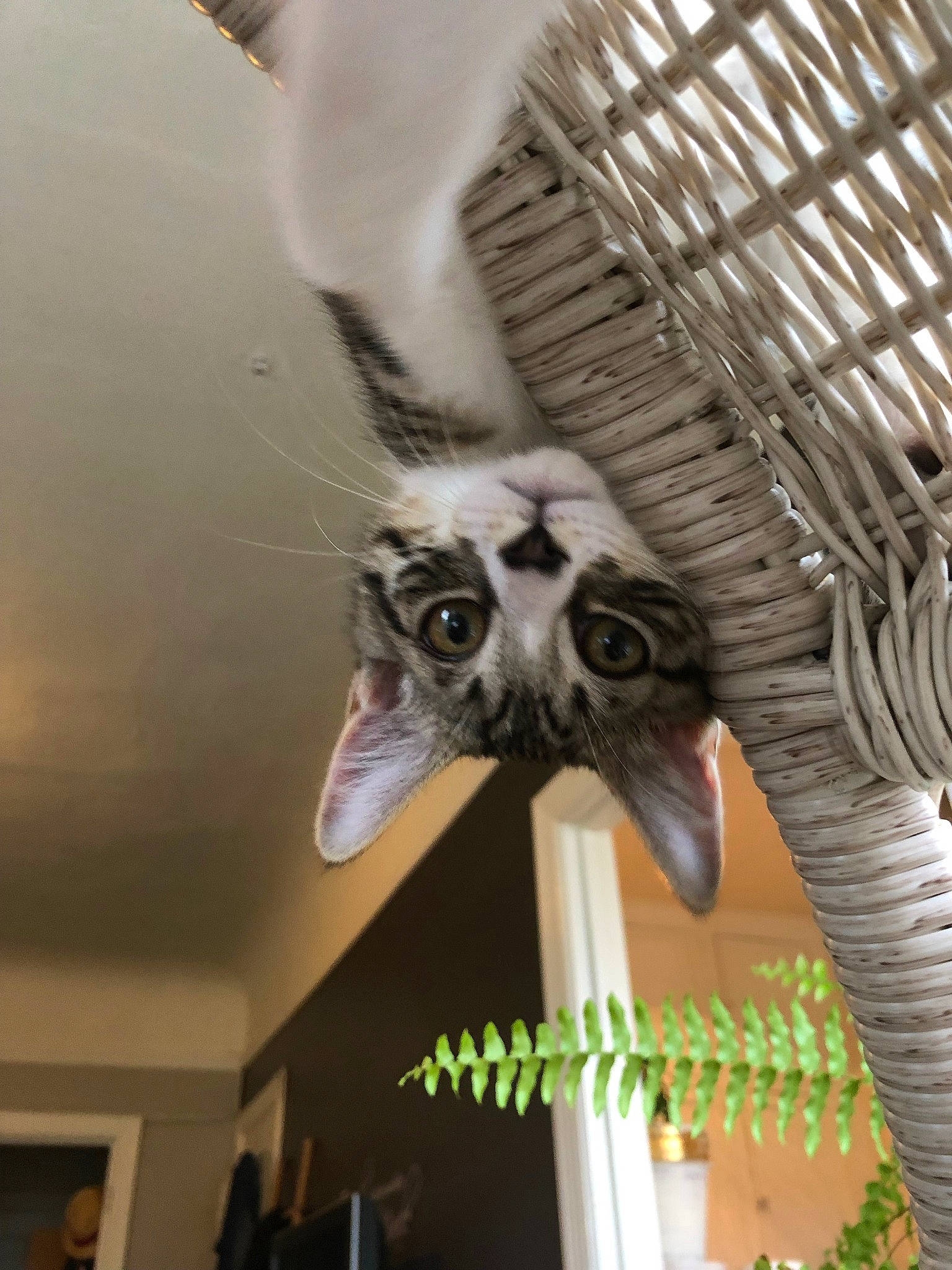 Zivah joined the competition — help win amazing prizes! ceiling