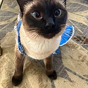 Niña joined the competition — help win amazing prizes! cat, siamese, blue_dress, curious, wide_eyes, pet, indoor, carpet, animal, whiskers, feline, ears, fur, close_up, domestic, cute, standing, looking_up, portrait, household
