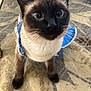 cat, siamese, blue_dress, curious, wide_eyes, pet, indoor, carpet, animal, whiskers, feline, ears, fur, close_up, domestic, cute, standing, looking_up, portrait, household