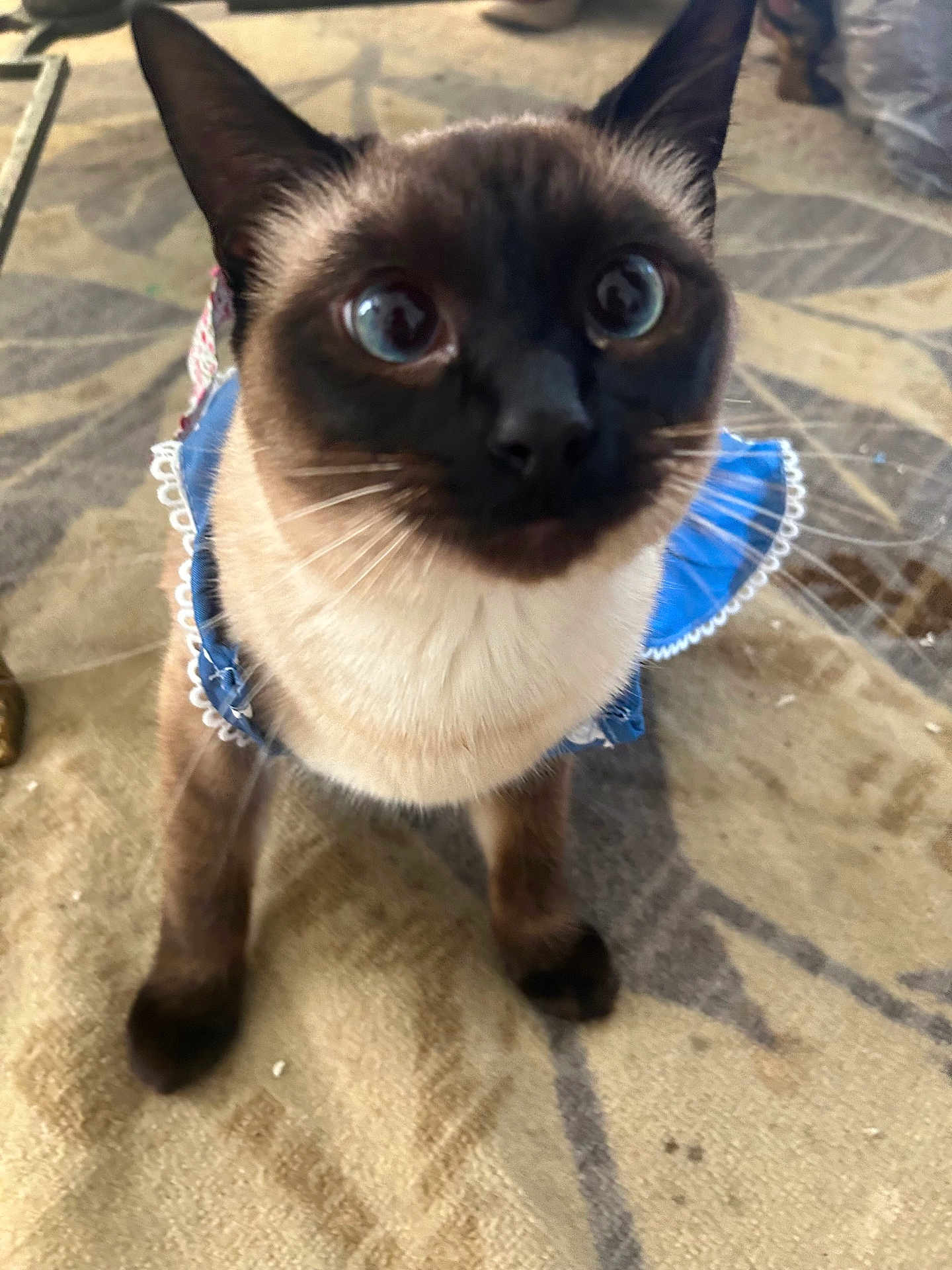 Niña joined the competition — help win amazing prizes! cat, siamese, blue_dress, curious, wide_eyes, pet, indoor, carpet, animal, whiskers, feline, ears, fur, close_up, domestic, cute, standing, looking_up, portrait, household