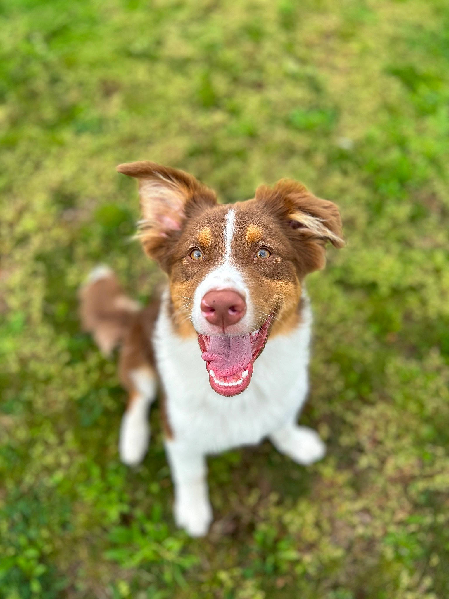 Ollie joined the competition — help win amazing prizes! carnivore, companion_dog, dog, dog_breed, grass, liver, plant, snout, sporting_group, terrestrial_animal, working_animal, working_dog