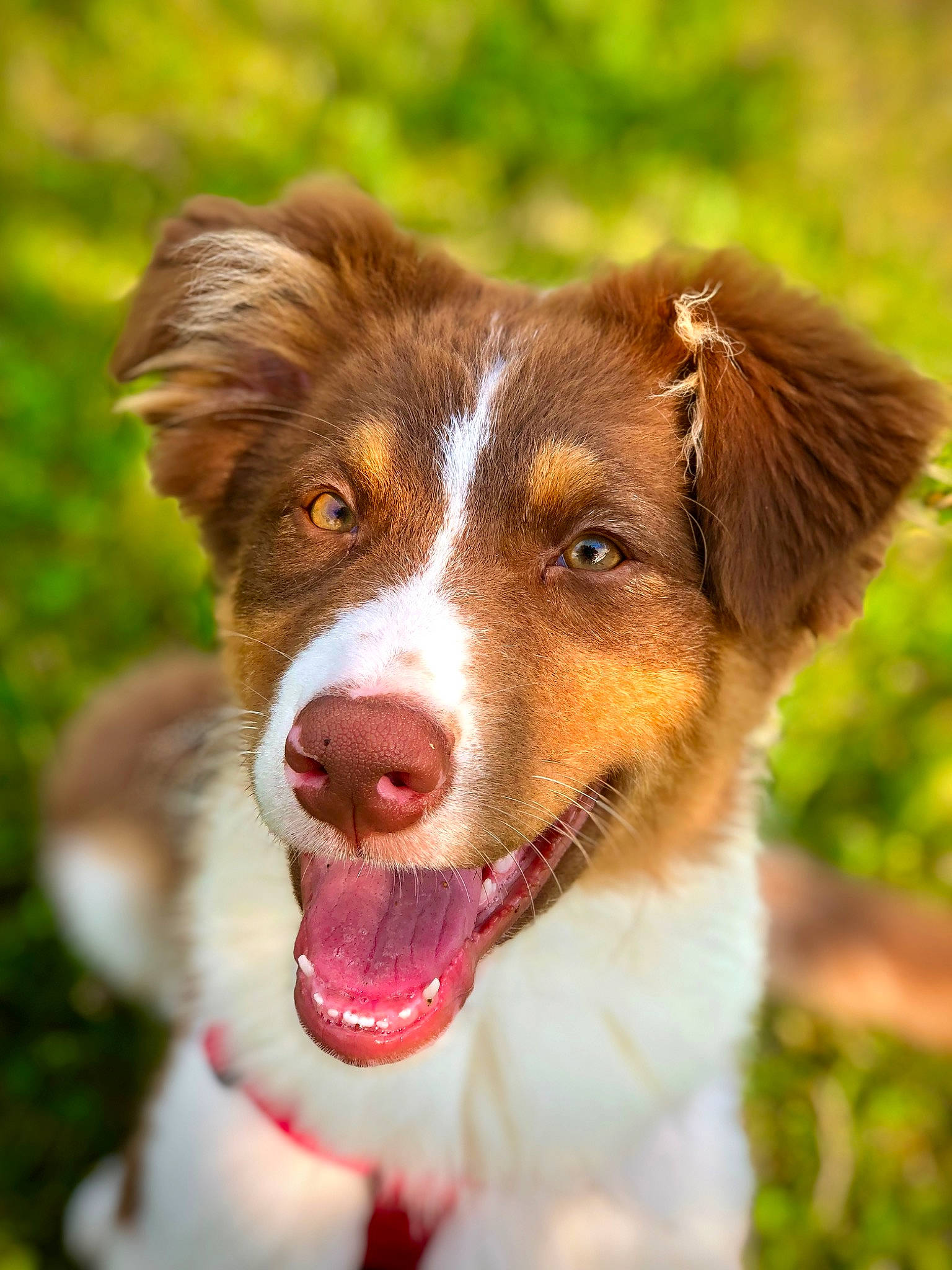 Ollie is registered to the contest to win money with this photo: ancient_dog_breeds, art, australian_collie, australian_shepherd, border_collie, carnivore, companion_dog, dog, dog_breed, fur, grass, herding_dog, liver, plant, sporting_group, terrestrial_animal, whiskers, working_animal, working_dog