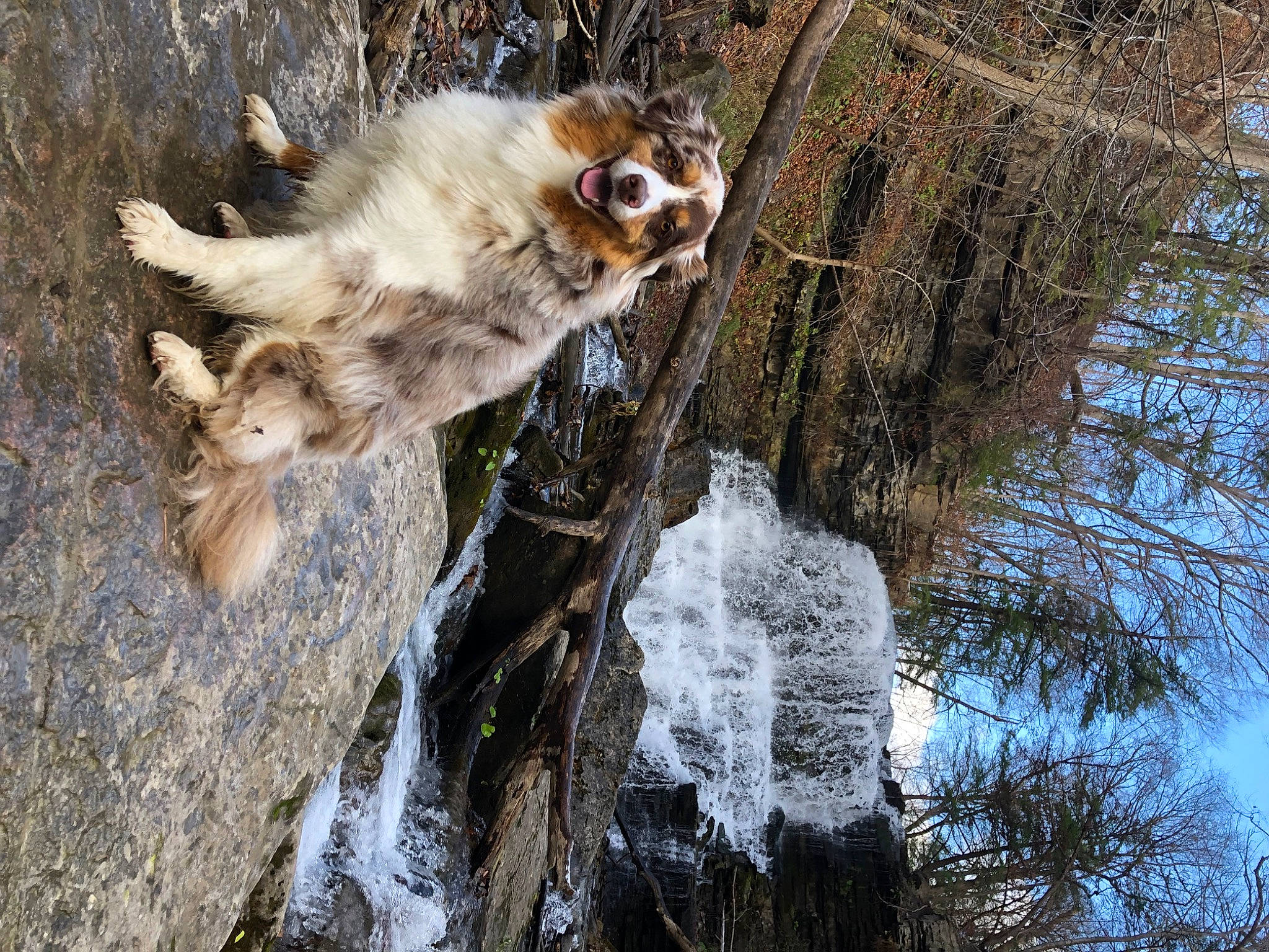 Phoenix is registered to the contest to win money with this photo: branch, carnivore, companion_dog, dog, dog_breed, fawn, felidae, fur, plant, small_to_medium_sized_cats, snout, sporting_group, tail, terrestrial_animal, tree, trunk, twig, water, whiskers, wood