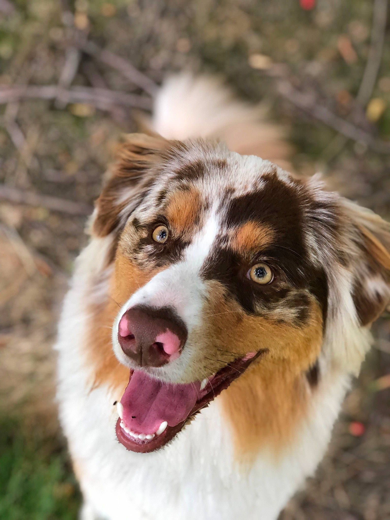 Phoenix joined the competition — help win amazing prizes! australian_collie, australian_shepherd, border_collie, carnivore, companion_dog, dog, dog_breed, fur, grass, gun_dog, herding_dog, plant, snout, sporting_group, terrestrial_animal, whiskers, working_dog