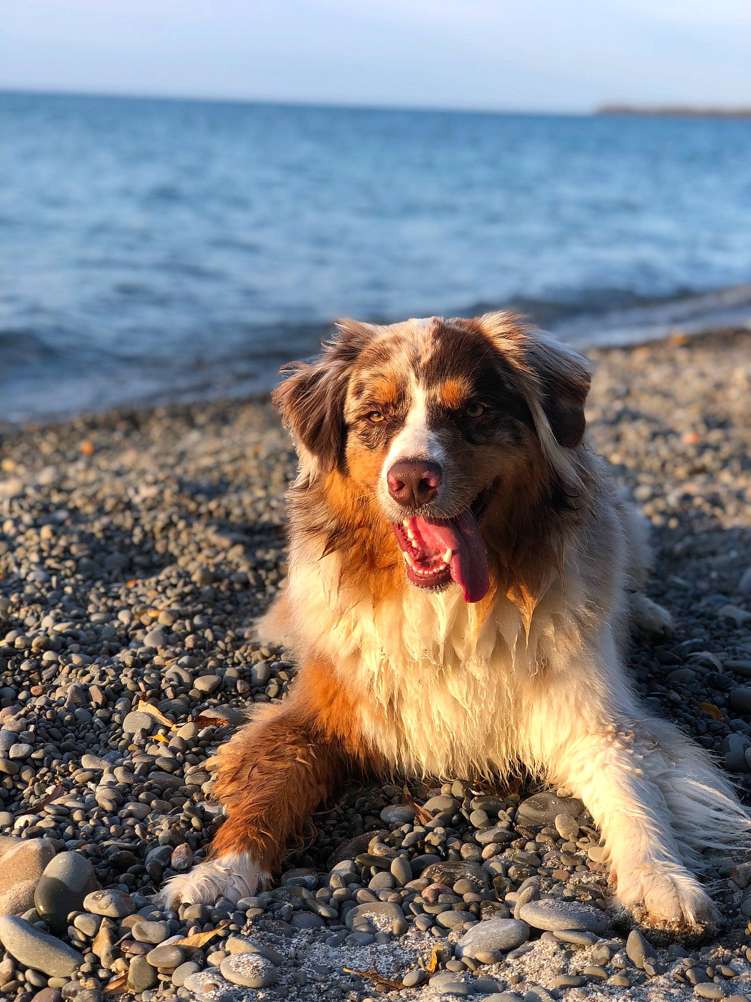 Phoenix is registered to the contest to win money with this photo: ball, beach, canidae, carnivore, companion_dog, dog, dog_breed, gun_dog, happy, herding_dog, horizon, lake, ocean, sand, sky, soil, sporting_group, water, wind_wave, working_dog