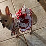 animal, chihuahua, clothing, cute, decorative, dog, dress, ears_up, floor, frills, indoor, looking_up, pet, red_ribbon, shadow, small_dog, standing, tile_floor, tongue_out, white_dog