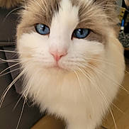 Maya a rejoint le concours — aidez-le/la à gagner de superbes lots ! cat, blue_eyes, fluffy, whiskers, close_up, curious, pink_nose, indoor, pet, animal, feline, soft_fur, portrait, cute, domestic_cat, mammal, whiskers_visible, eye_contact, face, furry