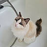 Maya a rejoint le concours — aidez-le/la à gagner de superbes lots ! cat, ragdoll, blue_eyes, fluffy, bathtub, bathroom, white, fur, pet, animal, domestic, curious, sitting, clean, drain, hose, ears, tail, whiskers, indoor