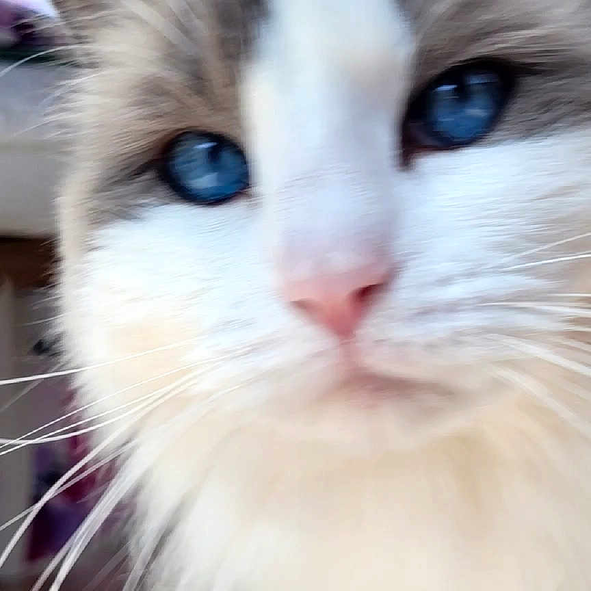 Maya participe au concours pour gagner de l'argent avec cette photo : cat, blue_eyes, fluffy, close_up, indoor, pet, whiskers, fur, curious, portrait, animal, mammal, face, nose, ears, soft_focus, domestic_cat, cute, feline, house_pet