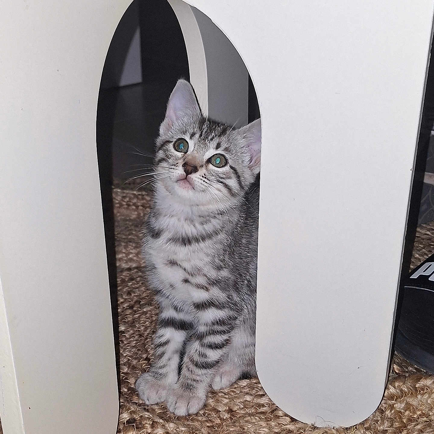Blue a rejoint le concours — aidez-le/la à gagner de superbes lots ! cat, kitten, tabby, animal, pet, sitting, portrait, whiskers, ears, eyes, striped_fur, gray_fur, white_fur, indoors, carpet, curious, cute, framed, playful, photography