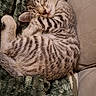 cat, kitten, sleeping, curled_up, tabby, striped, furry, pet, animal, indoors, blanket, couch, cozy, nap, closed_eyes, relaxed, cute, whiskers, portrait, soft_lighting