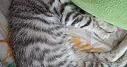 Blue participe au concours pour gagner de l'argent avec cette photo : cat, kitten, tabby, silver_fur, striped_fur, sleeping, sleepy, closed_eyes, pet, animal, cuddling, cushion, green_cushion, blanket, bed, cozy, indoors, close_up, relaxed, cute