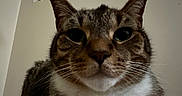 Link is registered to the contest to win money with this photo: cat, tabby_cat, close_up, indoor, pet, animal, whiskers, ears, fur, face, eyes, nose, white_chest, window_blind, beige_wall, domestic_cat, looking, portrait, animal_face, feline