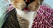 Link is registered to the contest to win money with this photo: animal, bedroom, blanket, cat, close_range, close_up, cozy, curious, face, feline, green_eyes, indoor, nose, patterned_blanket, pet, pink_tongue, soft_light, striped_fur, tabby, whiskers