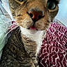 cat, close_up, green_eyes, whiskers, pink_tongue, tabby, striped_fur, indoor, blanket, patterned_blanket, bedroom, curious, pet, animal, feline, close_range, face, nose, soft_light, cozy