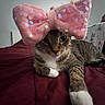 cat, tabby, pink_bow, bed, indoor, pet, animal, fur, whiskers, paws, relaxed, cute, sparkly, accessory, home, window_blind, maroon_bedspread, feline, cozy, domestic