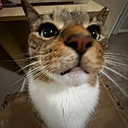 Link joined the competition — help win amazing prizes! cat, close_up, whiskers, indoor, cardboard_box, curious, pet, feline, tabby, green_eyes, face, nose, mouth, fur, ears, floor, room, household, animal, domestic
