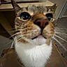 cat, close_up, whiskers, indoor, cardboard_box, curious, pet, feline, tabby, green_eyes, face, nose, mouth, fur, ears, floor, room, household, animal, domestic