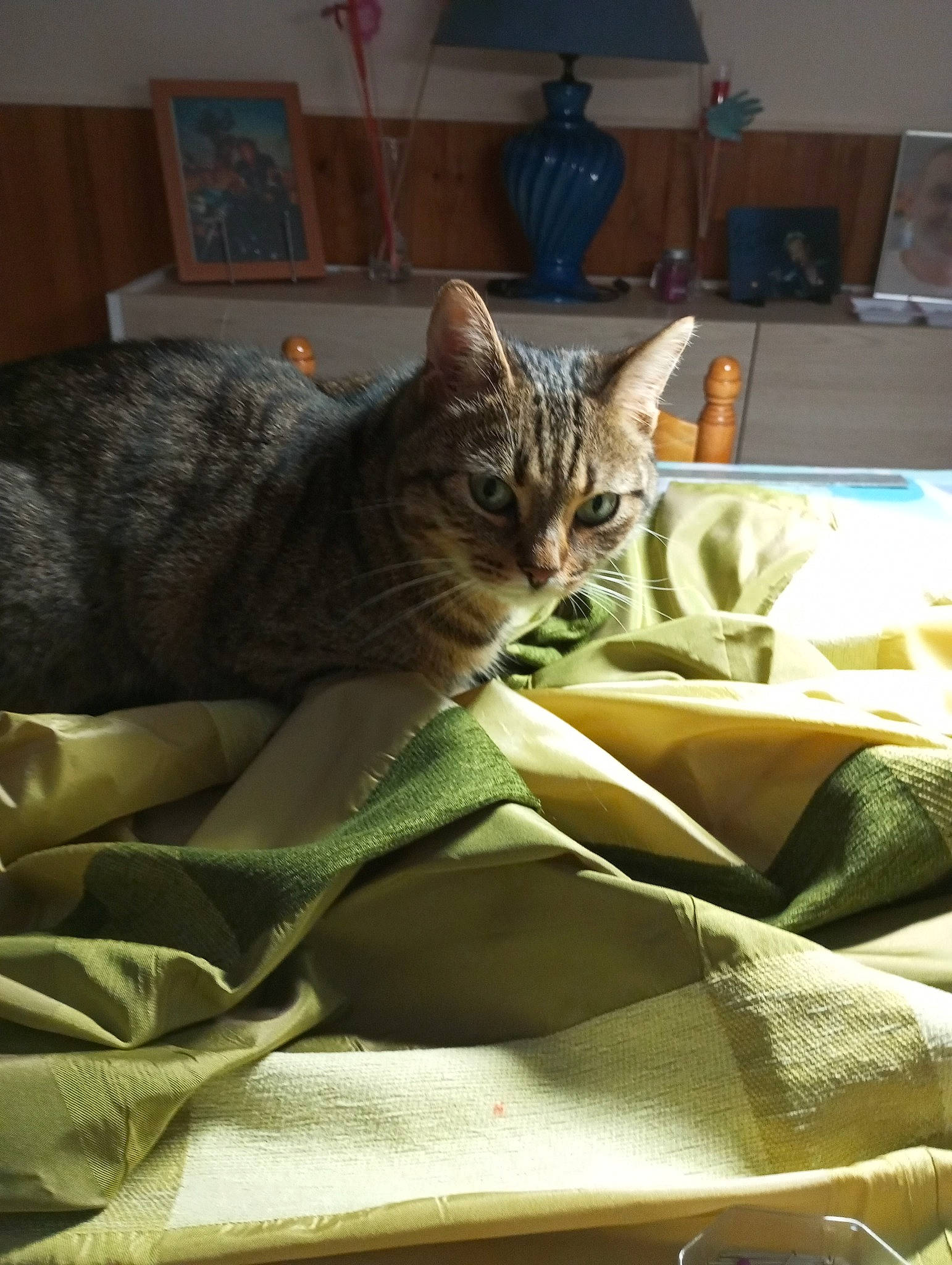 Padjo a rejoint le concours — aidez-le/la à gagner de superbes lots ! bed, bedding, carnivore, cat, comfort, domestic_short_haired_cat, felidae, fur, houseplant, linens, picture_frame, plant, room, small_to_medium_sized_cats, snout, tail, terrestrial_animal, textile, whiskers